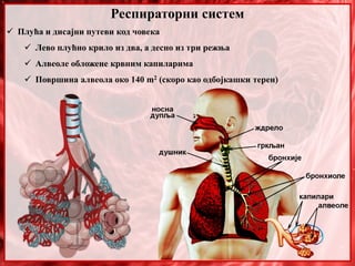 29. Respiratorni sistem. Plucni volumen | PPT