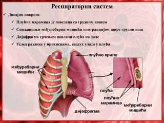 Респираторни систем
 Дисајни покрети
 Плућна марамица је повезана са грудним кошем
 Спољапшњи међуребарни мишићи контракцијом шире грудни кош
 Дијафрагма грчењем повлачи плућа на доле
 Услед разлике у притисцима, ваздух улази у плућа
 