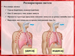 Респираторни систем
 Регулација дисања
 Удисај (inspirium), издисај (expirium)
 Око 12 циклуса у току једног минута
 Мрежаста структура продужене мождине- импулси за грчење мишића (око 2s)
 Варолијев мост-импулси за прекид контракције (око 3s)
 