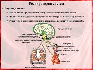 Респираторни систем
 Регулација дисања
 Вољно дисање је регулисано импулсима из коре предњег мозга
 На дисање могу да утичу импулси из рецептора на истезање у плућима
 Рецептори у аорти и каротидним артеријама региструју недостатак О2
 