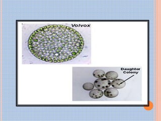 Algae general characters | PPTX
