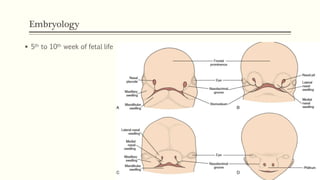 Embryology
 5th to 10th week of fetal life
 