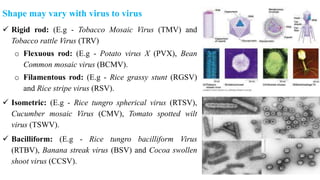 Shape may vary with virus to virus
 Rigid rod: (E.g - Tobacco Mosaic Virus (TMV) and
Tobacco rattle Virus (TRV)
o Flexuous rod: (E.g - Potato virus X (PVX), Bean
Common mosaic virus (BCMV).
o Filamentous rod: (E.g - Rice grassy stunt (RGSV)
and Rice stripe virus (RSV).
 Isometric: (E.g - Rice tungro spherical virus (RTSV),
Cucumber mosaic Virus (CMV), Tomato spotted wilt
virus (TSWV).
 Bacilliform: (E.g - Rice tungro bacilliform Virus
(RTBV), Banana streak virus (BSV) and Cocoa swollen
shoot virus (CCSV).
 