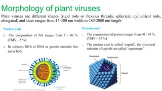 Morphology of plant viruses
Plant viruses are different shapes (rigid rods or flexious threads, spherical, cylindrical rods,
elongated) and sizes ranges from 15-300 nm width to 480-2000 nm length
Nucleic acid
o The composition of NA ranges from 5 - 40 %
(TMV – 5 %)
o Its contains RNA or DNA as genetic material, but
never both
Protein coat
o The composition of protein ranges from 60 - 95 %
(TMV – 95 %)
o The protein coat is called ‘capsid’, the structural
subunits of capsids are called ‘capsomere’
 