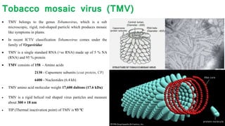 Tobacco mosaic virus (TMV)
 TMV belongs to the genus Tobamovirus, which is a sub
microscopic, rigid, rod-shaped particle which produces mosaic
like symptoms in plants.
 In recent ICTV classification Tobamovirus comes under the
family of Virgaviridae
 TMV is a single standard RNA (+ss RNA) made up of 5 % NA
(RNA) and 95 % protein
 TMV consists of 158 - Amino acids
2130 - Capsomere subunits (coat protein, CP)
6400 - Nucleotides (6.4 kb)
 TMV amino acid molecular weight 17,600 daltons (17.6 kDa)
 TMV is a rigid helical rod shaped virus particles and measure
about 300 × 18 nm
 TIP (Thermal inactivation point) of TMV is 93 °C
 
