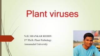 Plant viruses
N.H. SHANKAR REDDY
2nd Ph.D. Plant Pathology
Annamalai University
 