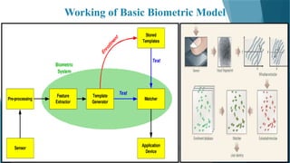 08/07/2024 6
Working of Basic Biometric Model
 