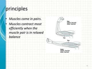 principles
• Muscles come in pairs.
• Muscles contract most
efficiently when the
muscle pair is in relaxed
balance
75
 
