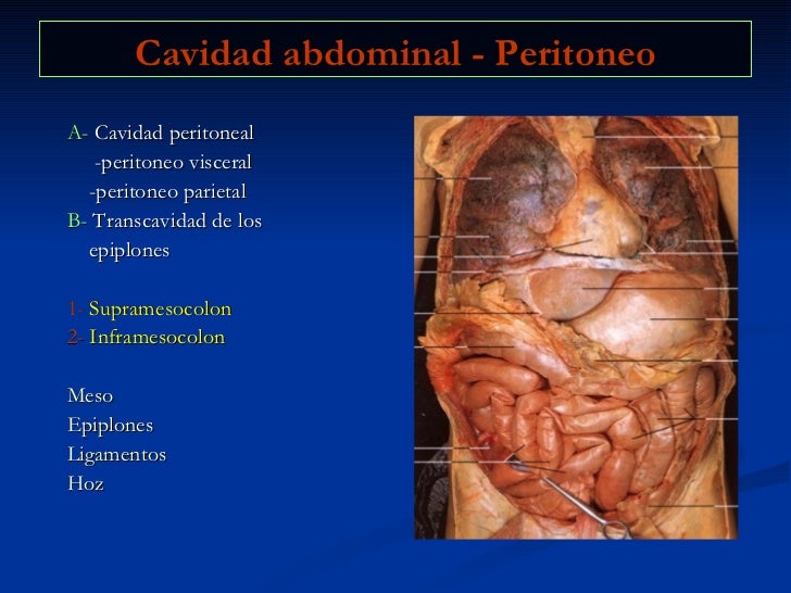 vestibulo de la transcavidad de los epiplones 29 abdomen vestibulo de la transcavidad de los epiplones 29 abdomen