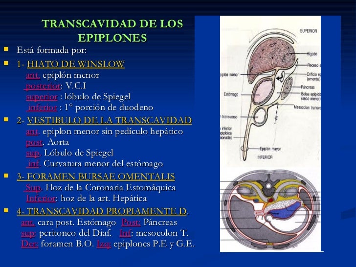 vestibulo de la transcavidad de los epiplones 29 abdomen vestibulo de la transcavidad de los epiplones 29 abdomen