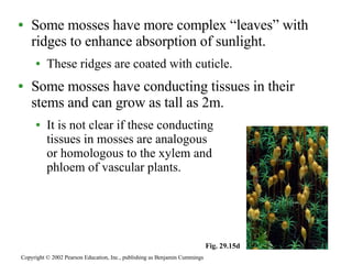 Some mosses have more complex “leaves” with ridges to enhance absorption of sunlight. These ridges are coated with cuticle. Some mosses have conducting tissues in their stems and can grow as tall as 2m. It is not clear if these conducting  tissues in mosses are analogous  or homologous to the xylem and  phloem of vascular plants. Copyright © 2002 Pearson Education, Inc., publishing as Benjamin Cummings Fig. 29.15d 