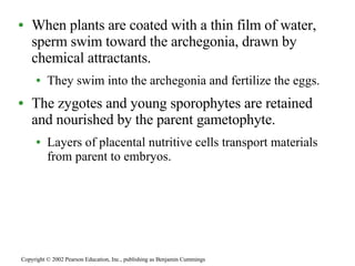 When plants are coated with a thin film of water, sperm swim toward the archegonia, drawn by chemical attractants. They swim into the archegonia and fertilize the eggs. The zygotes and young sporophytes are retained and nourished by the parent gametophyte. Layers of placental nutritive cells transport materials from parent to embryos. Copyright © 2002 Pearson Education, Inc., publishing as Benjamin Cummings 