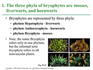 Bryophytes are represented by three phyla: phylum Hepatophyta  -  liverworts phylum Anthocerophyta  -  hornworts phylum Bryophyta  -  mosses Note, the name Bryophyta  refers only to one phylum,  but the informal term  bryophyte refers to all  nonvascular plants. 1. The three phyla of bryophytes are mosses, liverworts, and hornworts Copyright © 2002 Pearson Education, Inc., publishing as Benjamin Cummings Fig. 29.15 