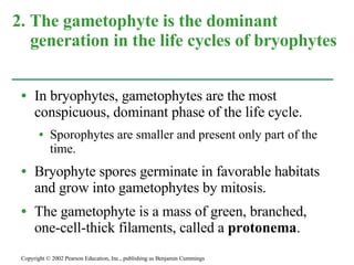 In bryophytes, gametophytes are the most conspicuous, dominant phase of the life cycle. Sporophytes are smaller and present only part of the time. Bryophyte spores germinate in favorable habitats and grow into gametophytes by mitosis. The gametophyte is a mass of green, branched, one-cell-thick filaments, called a  protonema . 2. The gametophyte is the dominant  generation in the life cycles of bryophytes Copyright © 2002 Pearson Education, Inc., publishing as Benjamin Cummings 