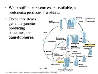 When sufficient resources are available, a protonema produces meristems. These meristems  generate gamete- producing  structures, the  gametophores . Copyright © 2002 Pearson Education, Inc., publishing as Benjamin Cummings Fig. 29.16 