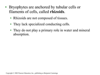 Bryophytes are anchored by tubular cells or filaments of cells, called  rhizoids . Rhizoids are not composed of tissues. They lack specialized conducting cells. They do not play a primary role in water and mineral absorption.  Copyright © 2002 Pearson Education, Inc., publishing as Benjamin Cummings 