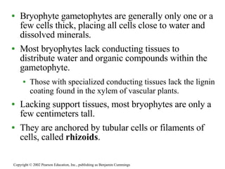 Bryophyte gametophytes are generally only one or a few cells thick, placing all cells close to water and dissolved minerals. Most bryophytes lack conducting tissues to distribute water and organic compounds within the gametophyte. Those with specialized conducting tissues lack the lignin coating found in the xylem of vascular plants. Lacking support tissues, most bryophytes are only a few centimeters tall. They are anchored by tubular cells or filaments of cells, called  rhizoids .  Copyright © 2002 Pearson Education, Inc., publishing as Benjamin Cummings 