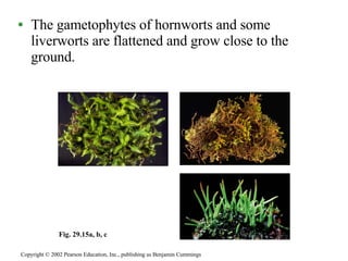 The gametophytes of hornworts and some liverworts are flattened and grow close to the ground. Copyright © 2002 Pearson Education, Inc., publishing as Benjamin Cummings Fig. 29.15a, b, c 