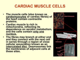 CARDIAC MUSCLE CELLS The muscle cells (also known as  cardiomyocytes  or cardiac fibres) of the heart contain contractile proteins. Cardiac muscle is rich in mitochondria, reflecting its dependence on aerobic metabolism, and the cells contain  only one nucleus. The fibres may branch at either end and they connect with the next cell in series through a region of close cellular association known as an  intercalated disc . Desmosomes link the membranes of adjacent cells at these sites. 