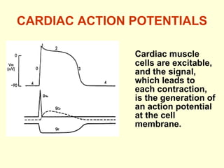 CARDIAC ACTION POTENTIALS Cardiac muscle cells are excitable, and the signal, which leads to each contraction, is the generation of an action potential at the cell membrane. 