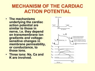 MECHANISM OF THE CARDIAC ACTION POTENTIAL The mechanisms underlying the cardiac action potential are similar to those in nerve, i.e. they depend on transmembrane ion gradients and voltage-sensitive changes in membrane permeability, or conductance, to those ions. Three ions: Na, Ca and K are involved. 