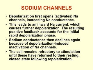 SODIUM CHANNELS Depolarization first opens (activates) Na channels, increasing Na conductance. This leads to an inward Na current, which causes further depolarization. The resulting positive feedback accounts for the initial rapid depolarization phase. Sodium conductance then declines again because of depolarization-induced inactivation of Na channels. The cell remains refractory to stimulation until these have returned to their resting, closed state following repolarization. 