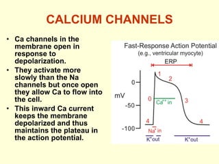 CALCIUM CHANNELS Ca channels in the membrane open in response to depolarization. They activate more slowly than the Na channels but once open they allow Ca to flow into the cell. This inward Ca current keeps the membrane depolarized and thus maintains the plateau in the action potential. 