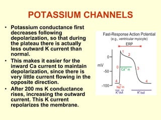 POTASSIUM CHANNELS Potassium conductance first decreases following depolarization, so that during the plateau there is actually less outward K current than normal. This makes it easier for the inward Ca current to maintain depolarization, since there is very little current flowing in the opposite direction. After 200 ms K conductance rises, increasing the outward current. This K current repolarizes the membrane.  