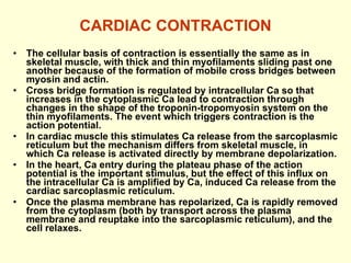 CARDIAC CONTRACTION The cellular basis of contraction is essentially the same as in skeletal muscle, with thick and thin myofilaments sliding past one another because of the formation of mobile cross bridges between myosin and actin.  Cross bridge formation is regulated by intracellular Ca so that increases in the cytoplasmic Ca lead to contraction through changes in the shape of the troponin-tropomyosin system on the thin myofilaments. The event which triggers contraction is the action potential.  In cardiac muscle this stimulates Ca release from the sarcoplasmic reticulum but the mechanism differs from skeletal muscle, in which Ca release is activated directly by membrane depolarization.  In the heart, Ca entry during the plateau phase of the action potential is the important stimulus, but the effect of this influx on the intracellular Ca is amplified by Ca, induced Ca release from the cardiac sarcoplasmic reticulum. Once the plasma membrane has repolarized, Ca is rapidly removed from the cytoplasm (both by transport across the plasma membrane and reuptake into the sarcoplasmic reticulum), and the cell relaxes. 