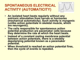 SPONTANEOUS ELECTRICAL ACTIVITY (AUTOMATICITY) An isolated heart beats regularly without any extrinsic stimulation from nerves or hormones  ( mechanical automaticity ) . Such activity is myogenic (unlike action potentials in skeletal muscle, which are neurogenic). The cells responsible for spontaneous action potential production are pacemaker cells because they determine the rate at which the heart beats. Instead of a constant resting membrane potential between action potentials, there is a steadily depolarizing potential known as a pacemaker potential.  When threshold is reached an action potential fires, then the cycle of events is repeated. 