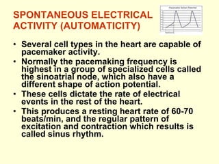SPONTANEOUS ELECTRICAL ACTIVITY (AUTOMATICITY) Several cell types in the heart are capable of pacemaker activity. Normally the pacemaking frequency is highest in a group of specialized cells called the sinoatrial node, which also have a different shape of action potential. These cells dictate the rate of electrical events in the rest of the heart. This produces a resting heart rate of 60-70 beats/min, and the regular pattern of excitation and contraction which results is called sinus rhythm. 