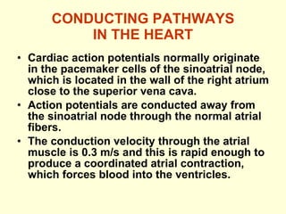 CONDUCTING PATHWAYS IN THE HEART Cardiac action potentials normally originate in the pacemaker cells of the sinoatrial node, which is located in the wall of the right atrium close to the superior vena cava. Action potentials are conducted away from the sinoatrial node through the normal atrial fibers.  The conduction velocity through the atrial muscle is 0.3 m/s and this is rapid enough to produce a coordinated atrial contraction, which forces blood into the ventricles. 