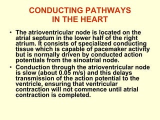 CONDUCTING PATHWAYS IN THE HEART The atrioventricular node is located on the atrial septum in the lower half of the right atrium. It consists of specialized conducting tissue which is capable of pacemaker activity but is normally driven by conducted action potentials from the sinoatrial node. Conduction through the atrioventricular node is slow (about 0.05 m/s) and this delays transmission of the action potential to the ventricle, ensuring that ventricular contraction will not commence until atrial contraction is completed. 