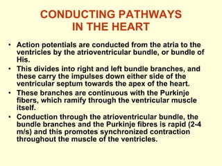 CONDUCTING PATHWAYS IN THE HEART Action potentials are conducted from the atria to the ventricles by the atrioventricular bundle, or bundle of His.  This divides into right and left bundle branches, and these carry the impulses down either side of the ventricular septum towards the apex of the heart. These branches are continuous with the Purkinje fibers, which ramify through the ventricular muscle itself.  Conduction through the atrioventricular bundle, the bundle branches and the Purkinje fibres is rapid (2-4 m/s) and this promotes synchronized contraction throughout the muscle of the ventricles.  