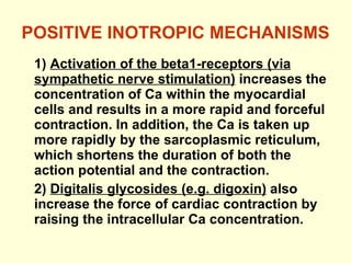 POSITIVE INOTROPIC MECHANISMS 1)  Activation of the beta1-receptors (via sympathetic nerve stimulation)  increases the concentration of Ca within the myocardial cells and results in a more rapid and forceful contraction. In addition, the Ca is taken up more rapidly by the sarcoplasmic reticulum, which shortens the duration of both the action potential and the contraction. 2)  Digitalis glycosides (e.g. digoxin)  also increase the force of cardiac contraction by raising the intracellular Ca concentration. 