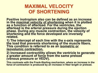 MAXIMAL VELOCITY OF SHORTENING Positive inotropism also can be defined as an increase in the  maximal velocity of shortening  when it is plotted as a function of afterload. For the ventricles, the afterload is the arterial pressure during the ejection phase. During any muscle contraction, the velocity of shortening and the force developed are inversely related. 1) The intercept of each line with the x-axis represents the load that prevents shortening of the muscle fibers. This condition is referred to as an  isometric or isovolumic contraction. 2) Increased contractility allows the ventricle to generate a greater amount of force from the same preload (venous pressure or VEDV). This contrasts with the Frank-Starling mechanism, where an increase in the force of contraction is produced by an increase in fiber length or preload. 