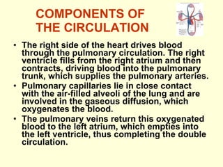 COMPONENTS OF THE CIRCULATION The right side of the heart drives blood through the pulmonary circulation. The right ventricle fills from the right atrium and then contracts, driving blood into the pulmonary trunk, which supplies the pulmonary arteries. Pulmonary capillaries lie in close contact with the air-filled alveoli of the lung and are involved in the gaseous diffusion, which oxygenates the blood. The pulmonary veins return this oxygenated blood to the left atrium, which empties into the left ventricle, thus completing the double circulation. 