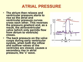 ATRIAL PRESSURE The atrium then relaxes and ventricular pressure starts to rise so the atrial and ventricular pressure curves cross each other. This reverses the pressure gradient and, as a result, the atrioventricular valve (which only permits flow from atrium to ventricle) closes. The back pressure on the valve cusps during early ventricular systole, when both the inflow and outflow valves of the ventricles are closed, causes a secondary rise in atrial pressure, the 'c' wave. 