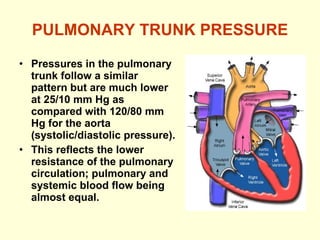 PULMONARY TRUNK PRESSURE Pressures in the pulmonary trunk follow a similar pattern but are much lower at 25/10 mm Hg as compared with 120/80 mm Hg for the aorta (systolic/diastolic pressure). This reflects the lower resistance of the pulmonary circulation; pulmonary and systemic blood flow being almost equal. 