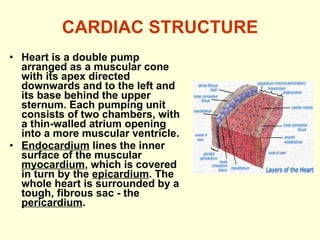 CARDIAC STRUCTURE Heart is a double pump arranged as a muscular cone with its apex directed downwards and to the left and its base behind the upper sternum. Each pumping unit consists of two chambers, with a thin-walled atrium opening into a more muscular ventricle. Endocardium  lines the inner surface of the muscular  myocardium , which is covered in turn by the  epicardium . The whole heart is surrounded by a tough, fibrous sac - the  pericardium . 
