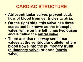 CARDIAC STRUCTURE Atrioventricular valves prevent back flow of blood from ventricles to atria. On the right side, this valve has three cusps and is known as the  tricuspid valve , while on the left it has two cusps and is called the  mitral valve . There are also one-way semilunar valves at the ventricular outlets, where blood flows into the pulmonary trunk ( pulmonary valve ) or aorta ( aortic valve ).  