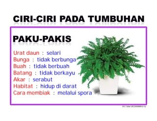 Mempunyai daun orkid pokok urat Hybrid Orkid: