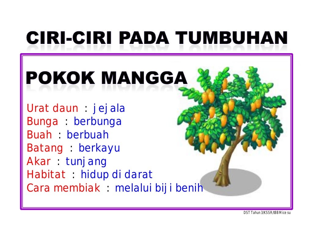 29 ciri2 pada tumbuhan dst tahun 3-kssr