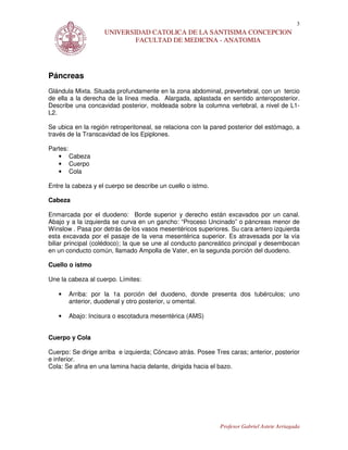 3
                    UNIVERSIDAD CATOLICA DE LA SANTISIMA CONCEPCION
                            FACULTAD DE MEDICINA - ANATOMIA




Páncreas
Glándula Mixta. Situada profundamente en la zona abdominal, prevertebral, con un tercio
de ella a la derecha de la línea media. Alargada, aplastada en sentido anteroposterior.
Describe una concavidad posterior, moldeada sobre la columna vertebral, a nivel de L1-
L2.

Se ubica en la región retroperitoneal, se relaciona con la pared posterior del estómago, a
través de la Transcavidad de los Epiplones.

Partes:
   • Cabeza
   • Cuerpo
   • Cola

Entre la cabeza y el cuerpo se describe un cuello o istmo.

Cabeza

Enmarcada por el duodeno: Borde superior y derecho están excavados por un canal.
Abajo y a la izquierda se curva en un gancho: “Proceso Uncinado” o páncreas menor de
Winslow . Pasa por detrás de los vasos mesentéricos superiores. Su cara antero izquierda
esta excavada por el pasaje de la vena mesentérica superior. Es atravesada por la vía
biliar principal (colédoco); la que se une al conducto pancreático principal y desembocan
en un conducto común, llamado Ampolla de Vater, en la segunda porción del duodeno.

Cuello o istmo

Une la cabeza al cuerpo. Límites:

   •   Arriba: por la 1a porción del duodeno, donde presenta dos tubérculos; uno
       anterior, duodenal y otro posterior, u omental.

   •   Abajo: Incisura o escotadura mesentérica (AMS)


Cuerpo y Cola

Cuerpo: Se dirige arriba e izquierda; Cóncavo atrás. Posee Tres caras; anterior, posterior
e inferior.
Cola: Se afina en una lamina hacia delante, dirigida hacia el bazo.




                                                             Profesor Gabriel Astete Arriagada
 