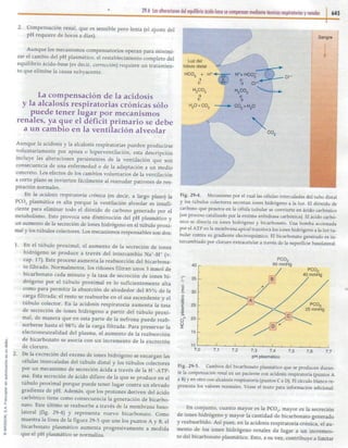 29   equilibrio ácido-base