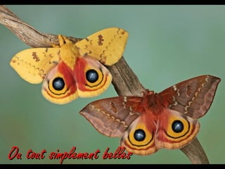 Ou tout simplement belles
 