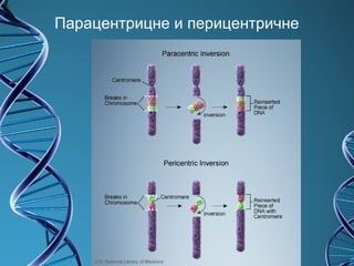 Парацентрицне и перицентричне
 