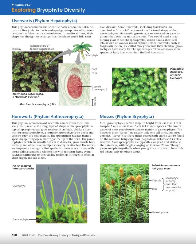 29 plant diversity I, how plants colonized land diagram of hornwort 