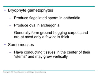 Bryophyte gametophytes Produce flagellated sperm in antheridia Produce ova in archegonia Generally form ground-hugging carpets and are at most only a few cells thick Some mosses Have conducting tissues in the center of their “stems” and may grow vertically 