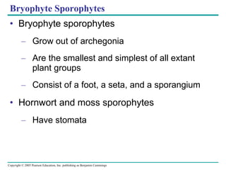Bryophyte Sporophytes Bryophyte sporophytes Grow out of archegonia Are the smallest and simplest of all extant plant groups Consist of a foot, a seta, and a sporangium Hornwort and moss sporophytes Have stomata 